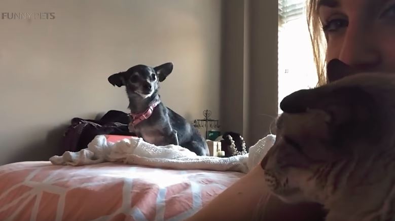 a dog creeping in the background of a girl and cat a dog creeping in the background of a girl and cat