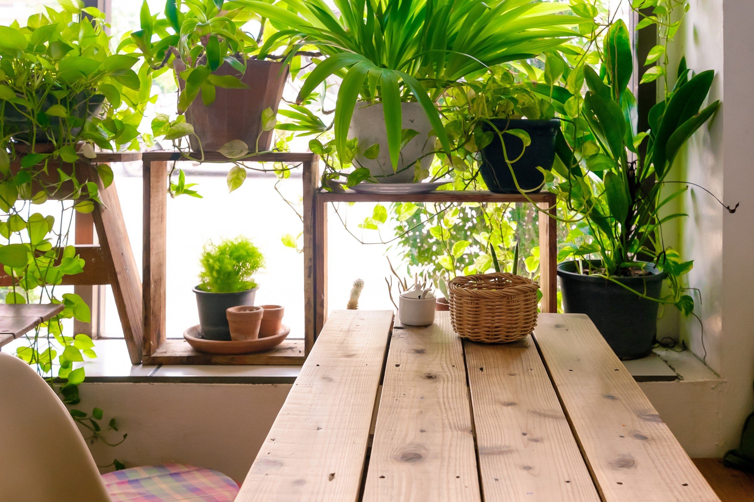 Table side the window and plants pot