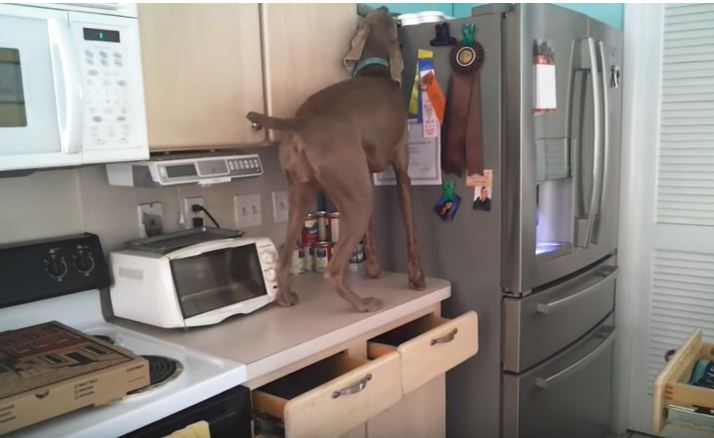weimaraner on top of cabinet weimaraner on top of cabinet