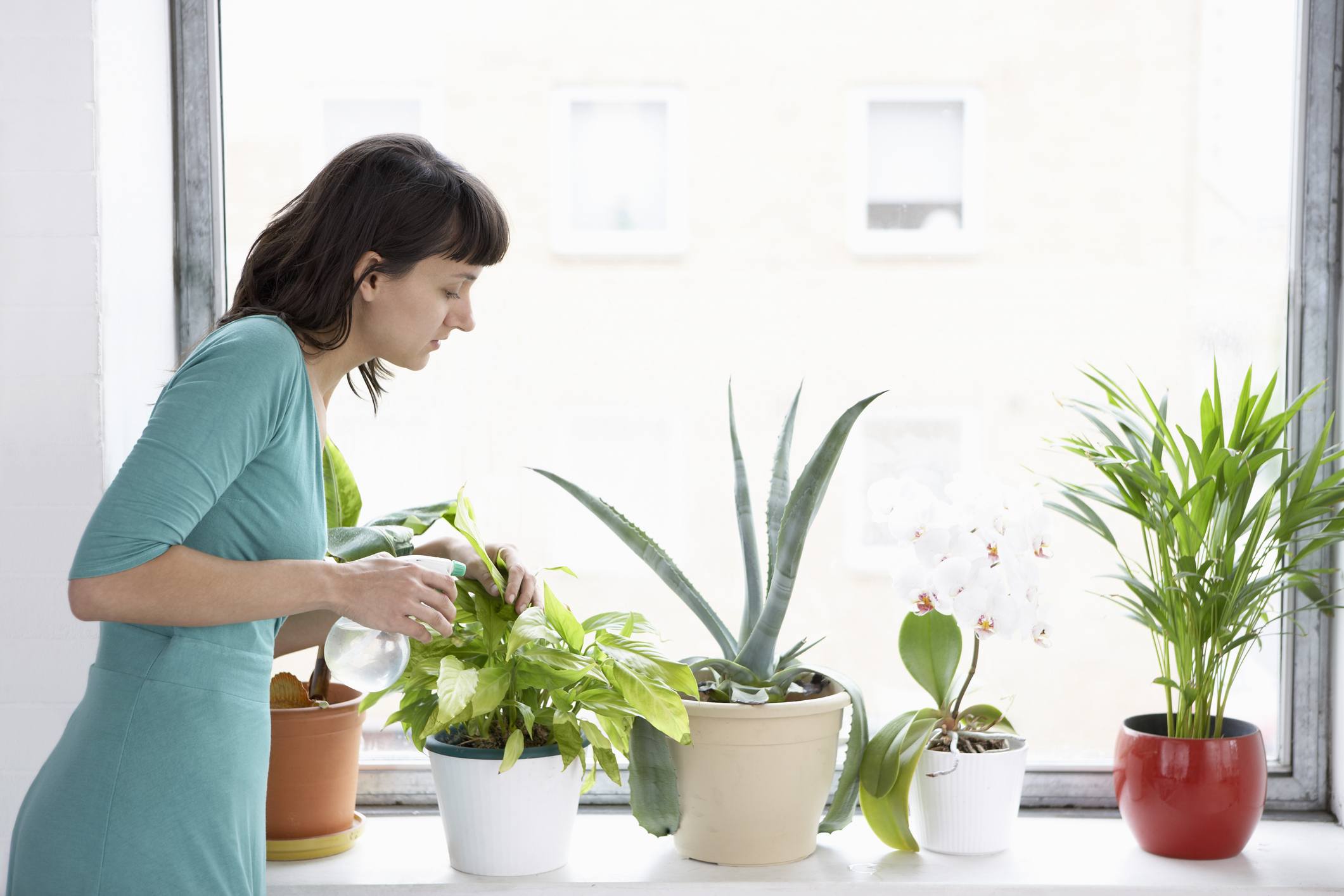 Woman Sprays Plants In Flowerpots