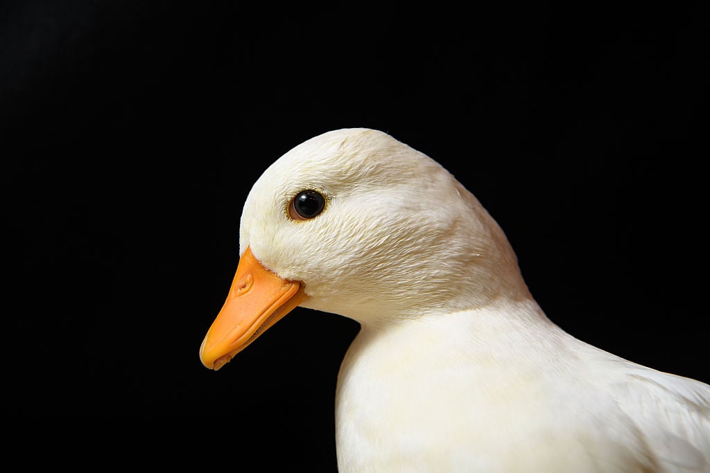 Call Duck