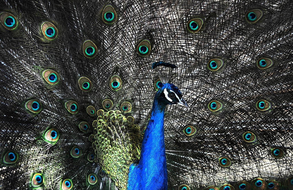 A peacock walks inside an open-air cage