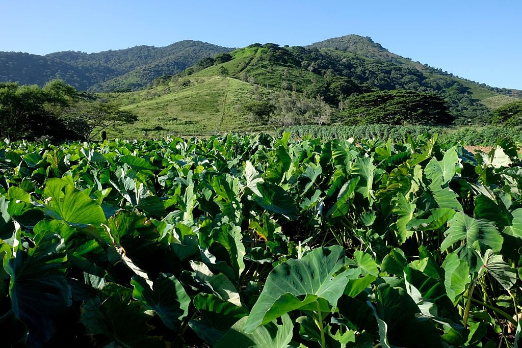 A picture shows a taro field