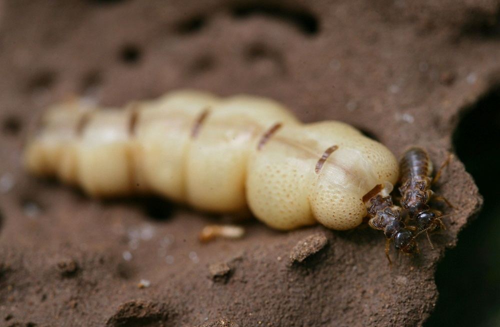 A termite queen