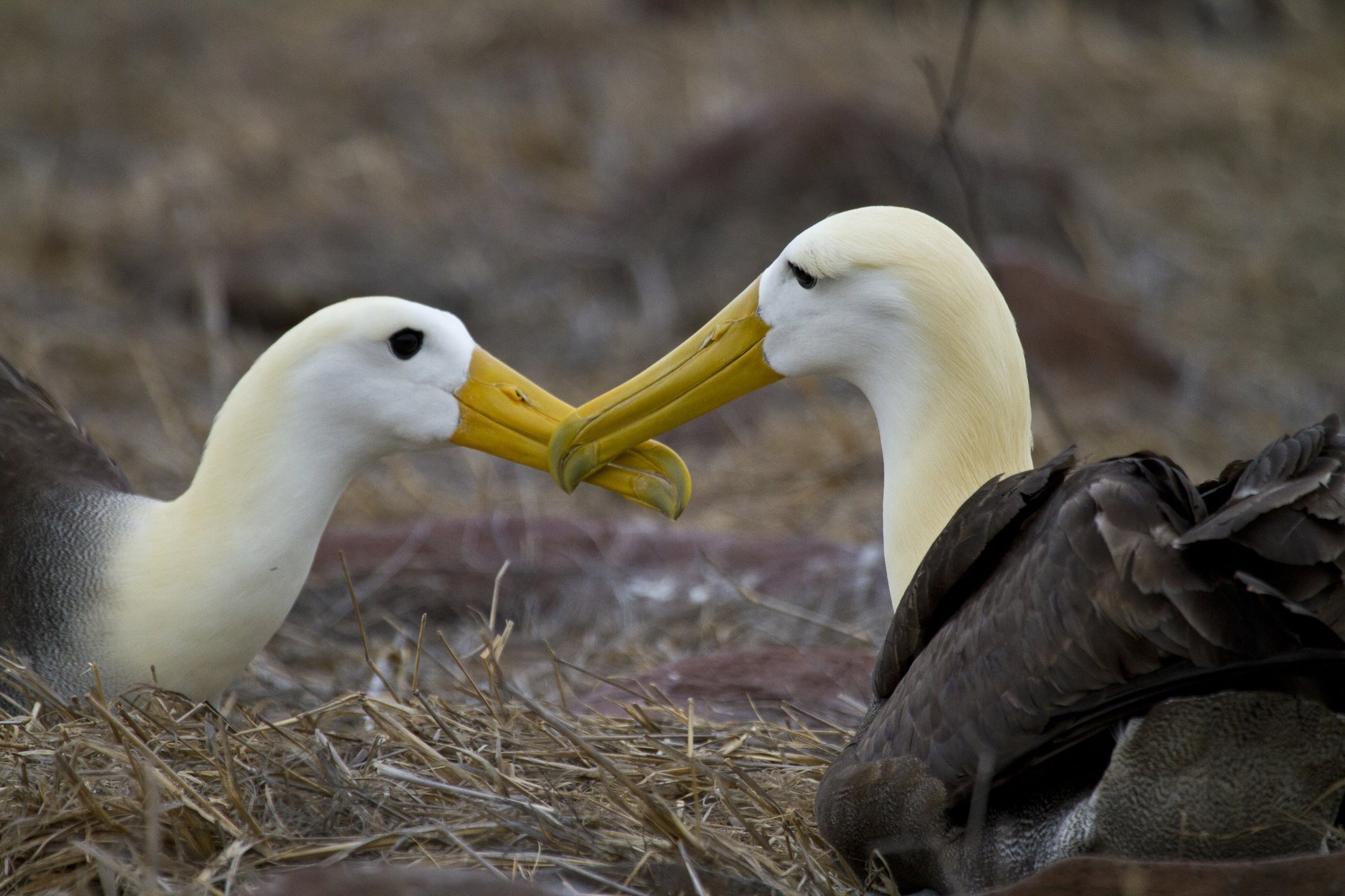 Waved Albatross courting
