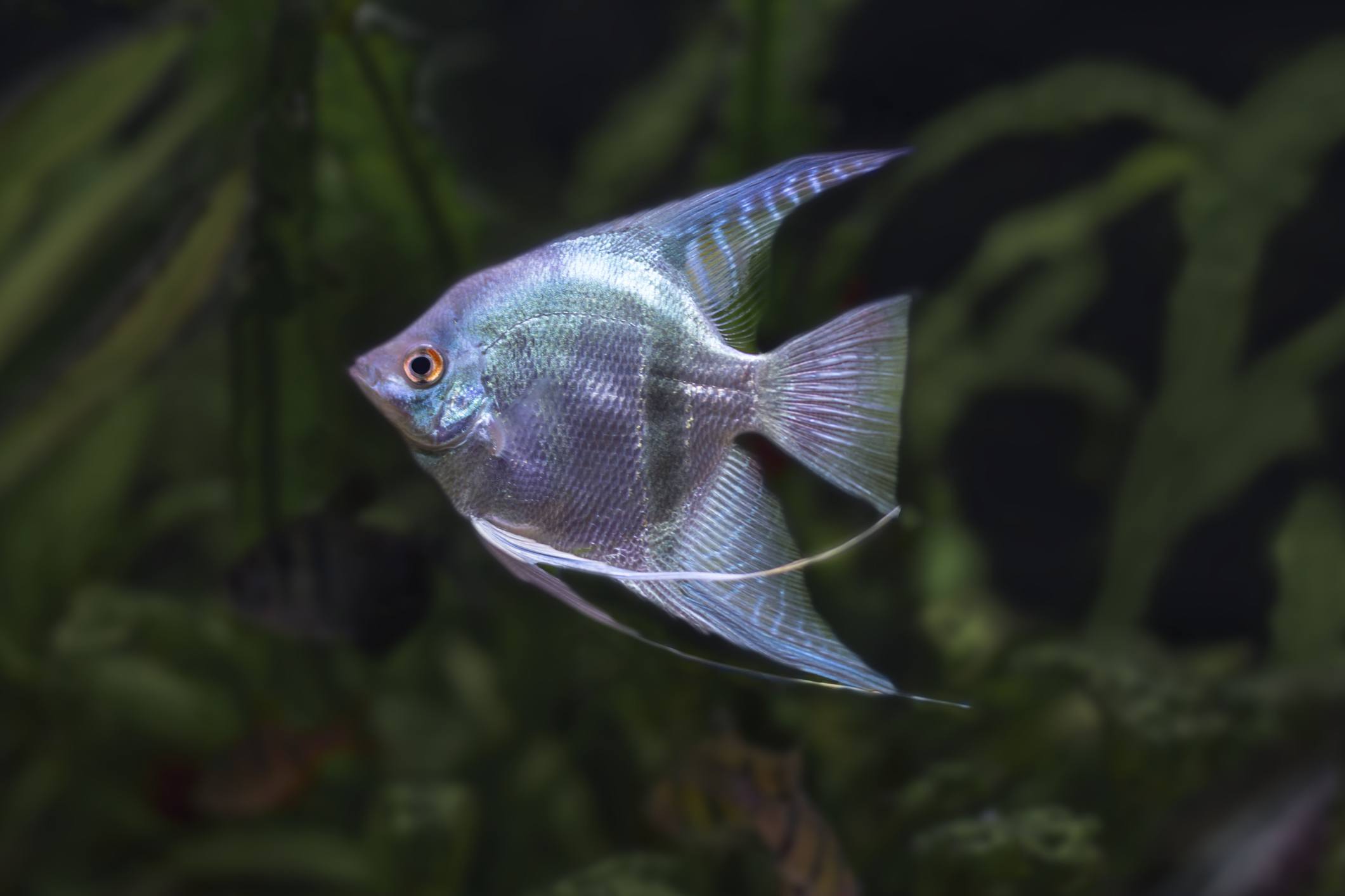 Angelfish pterophyllum scalare aquarium fish