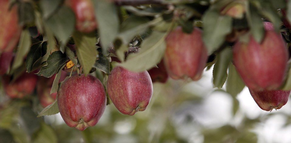Red Delicious apples hang from the branches