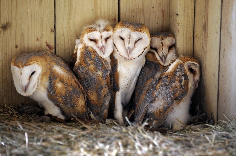 Babies Barn Owl