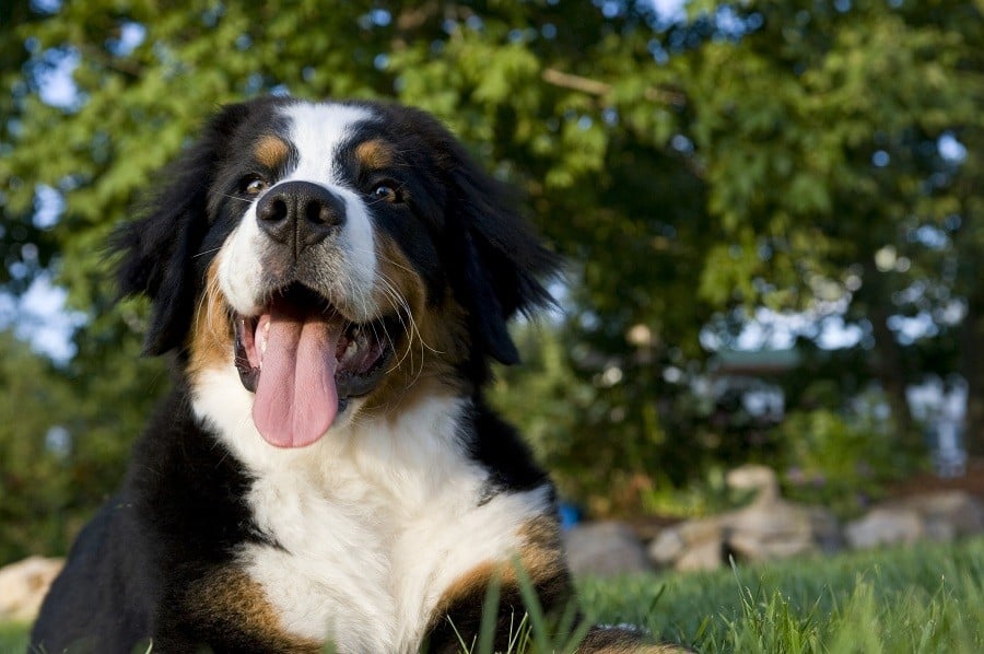 what dogs are calm and friendly