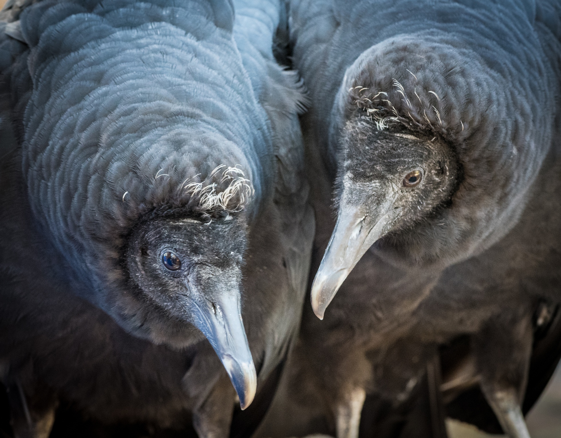 A pair of black vultures