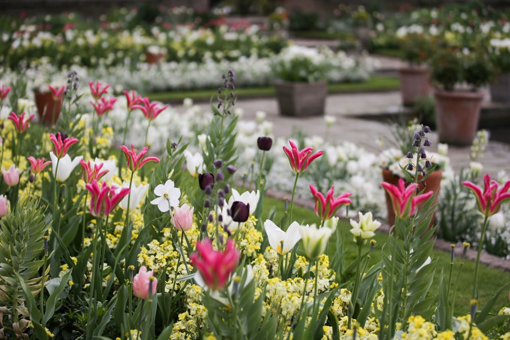 Blossoms are seen in the White Garden Formerly known as the Sunken Garden at Kensington Palace in north London