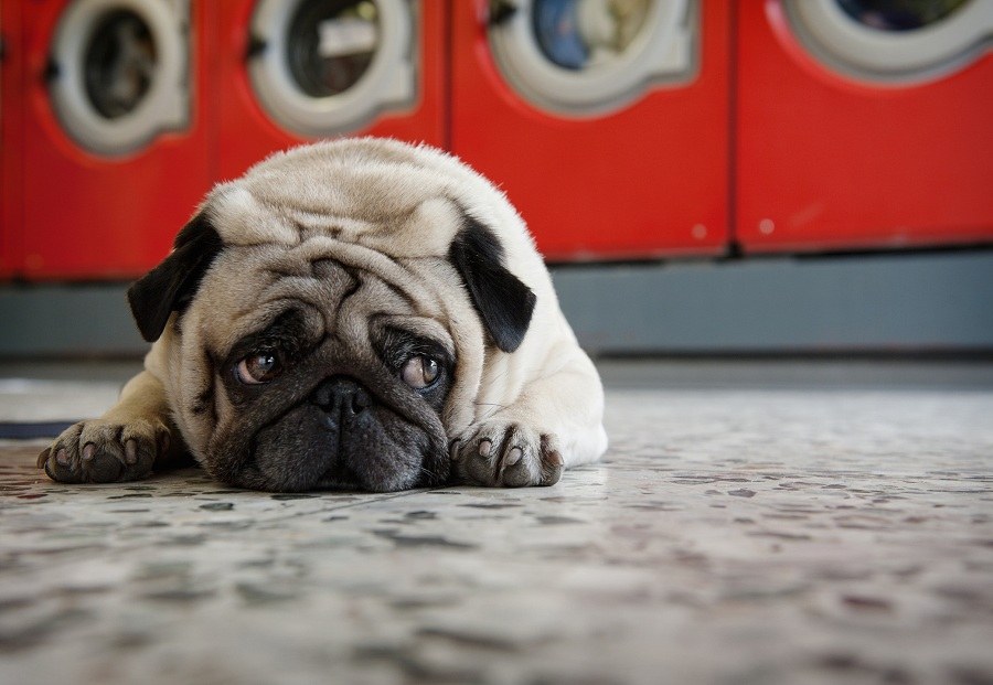 Pug