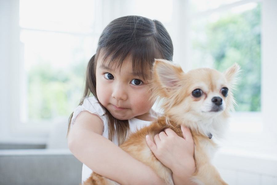 chihuahua chihuahua