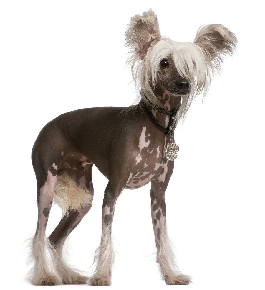 These Are The Most Easygoing Dog Breeds You Can Own