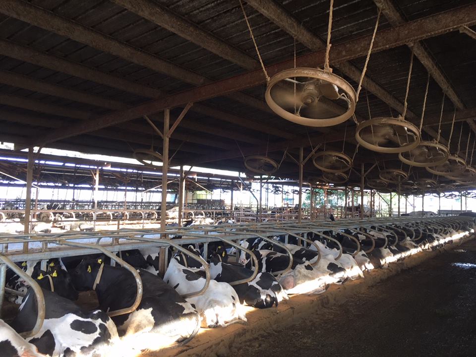 Cow waterbeds