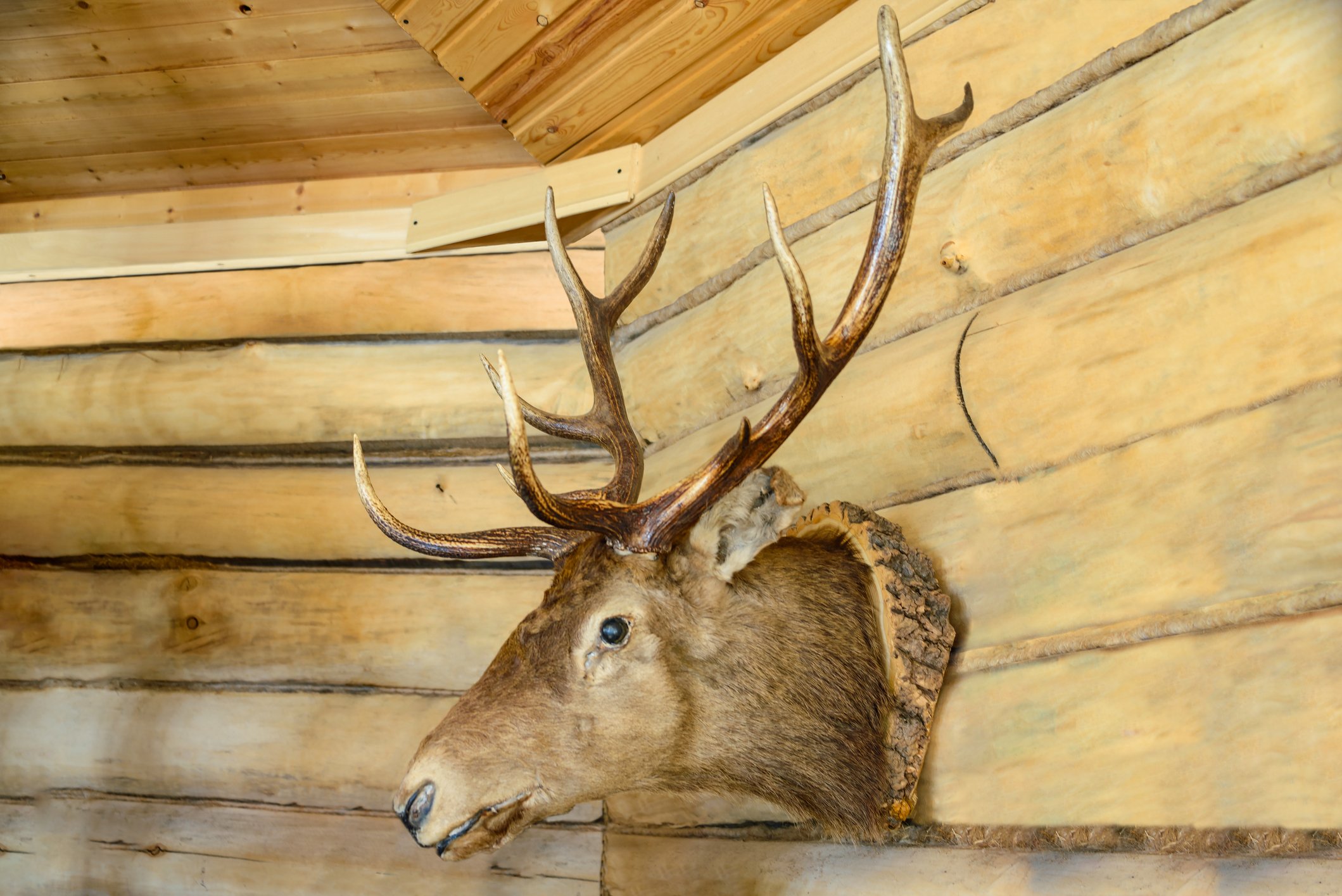 Deer head on the wall.