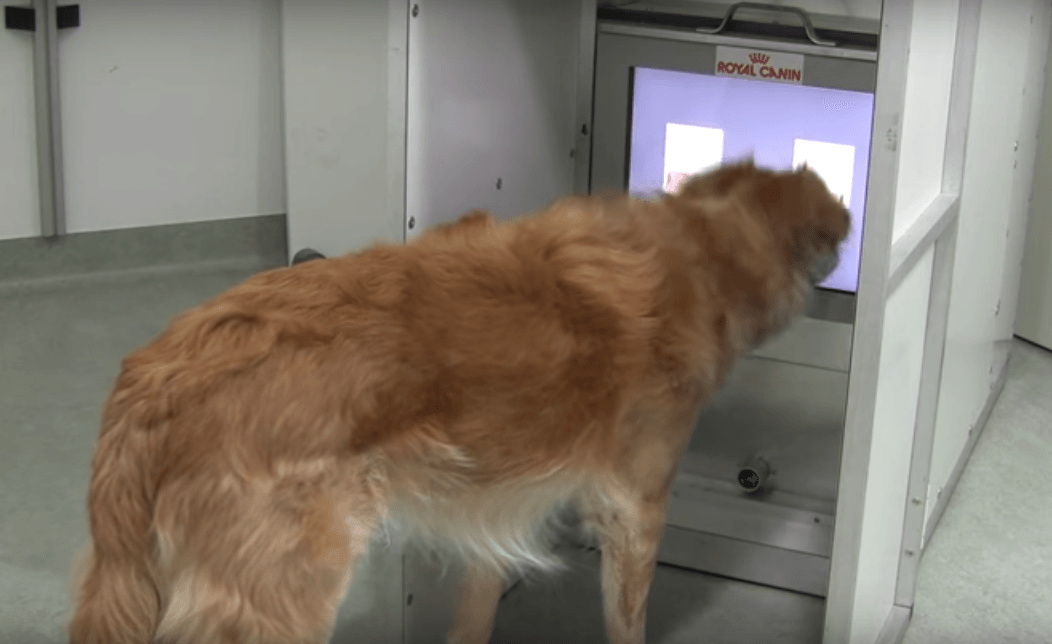 Dog touch screen game