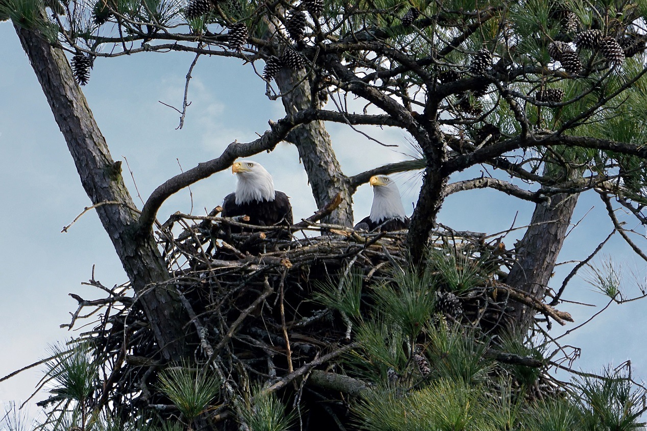 Eagles mates