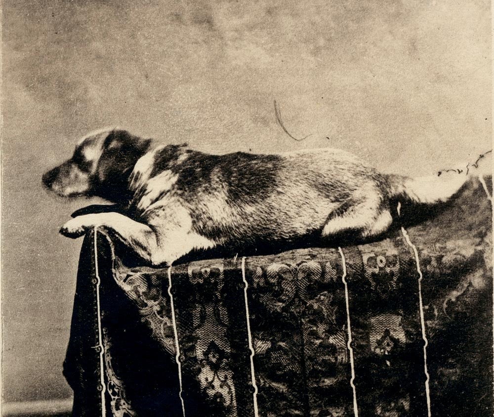 Fido, Abraham Lincoln's dog