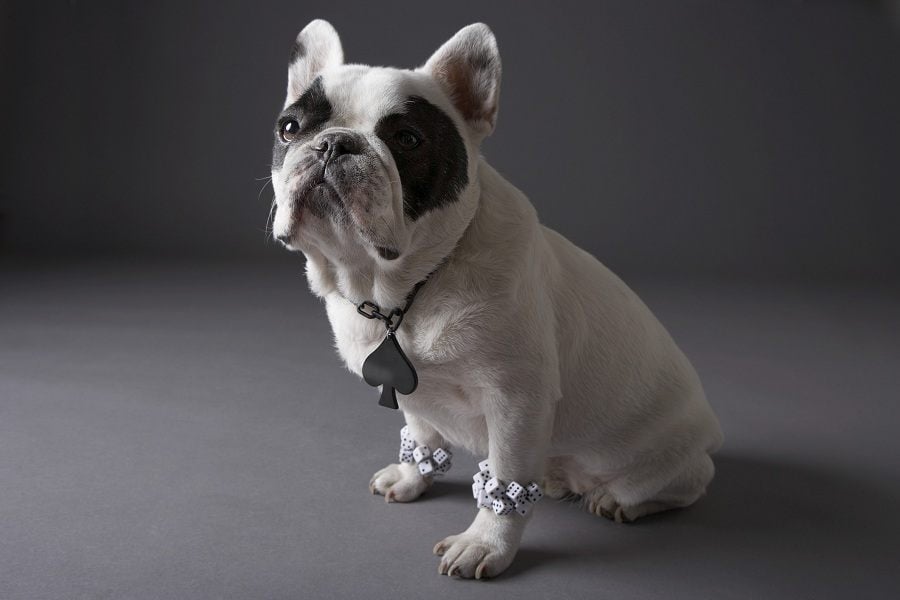 French Bull Dog