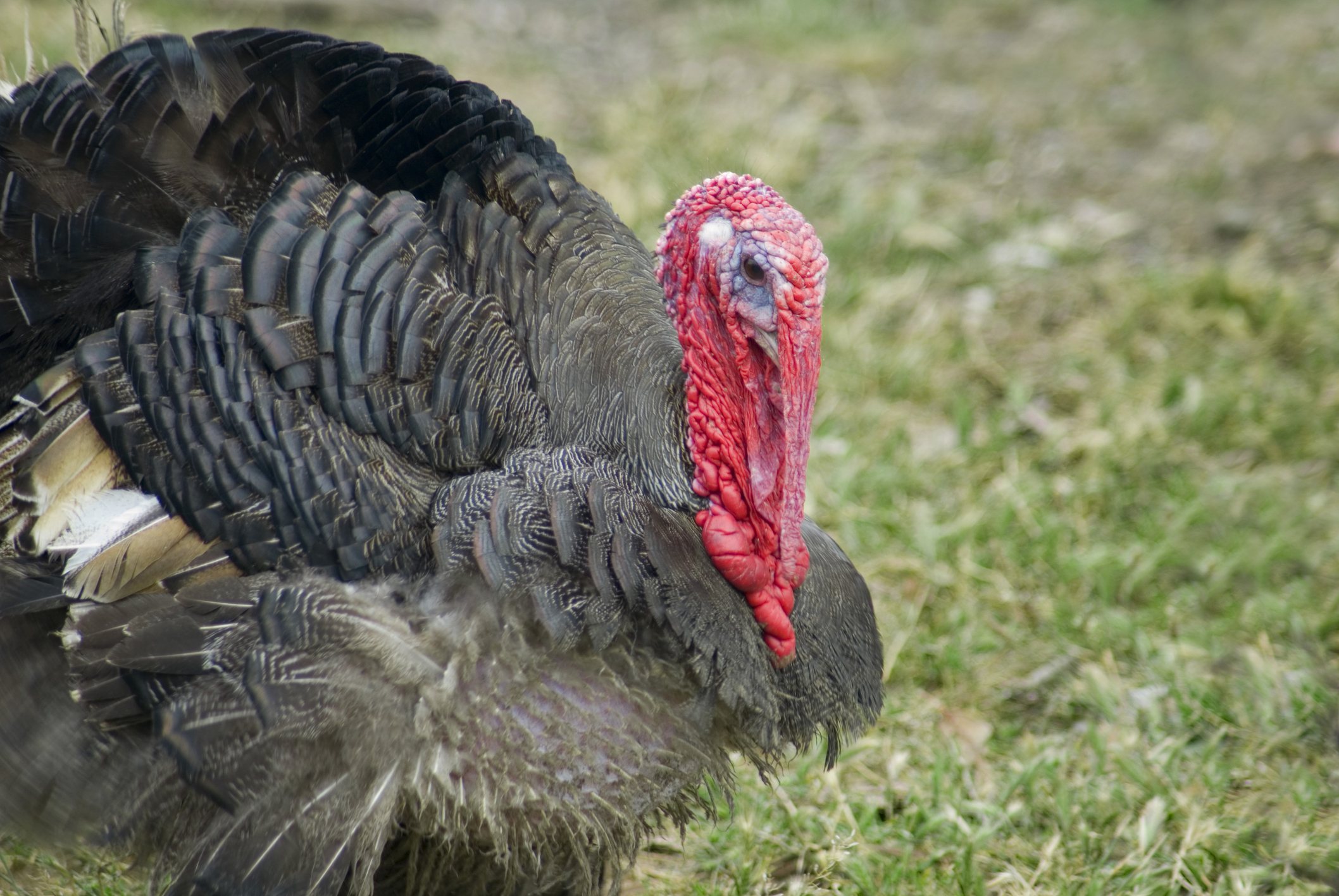 turkey