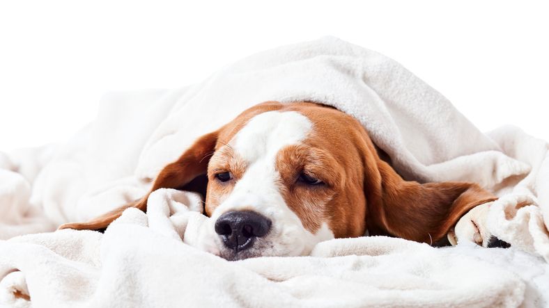 sick dog under a blanket