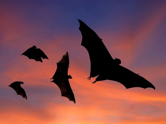 Bats flying at sunset Bats flying at sunset