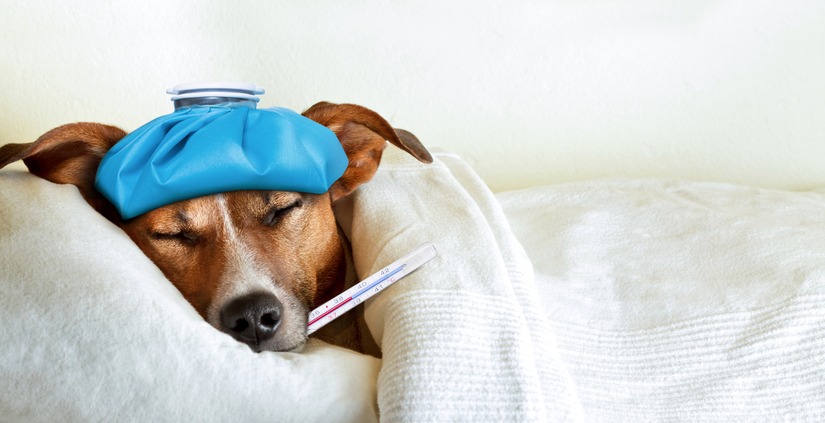 sick Jack Russell in bed with a thermometor in mouth and ice pack on his head