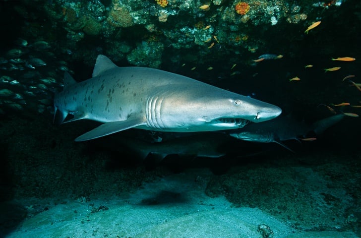 A sand tiger shark enjoys her solitude in a cave off the coast of South Africa A sand tiger shark enjoys her solitude in a cave off the coast of South Africa