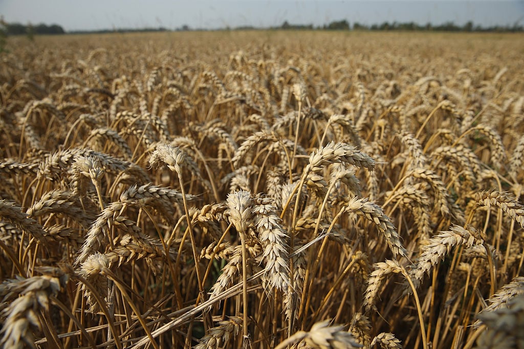 a field of golden wheat under a blue sky