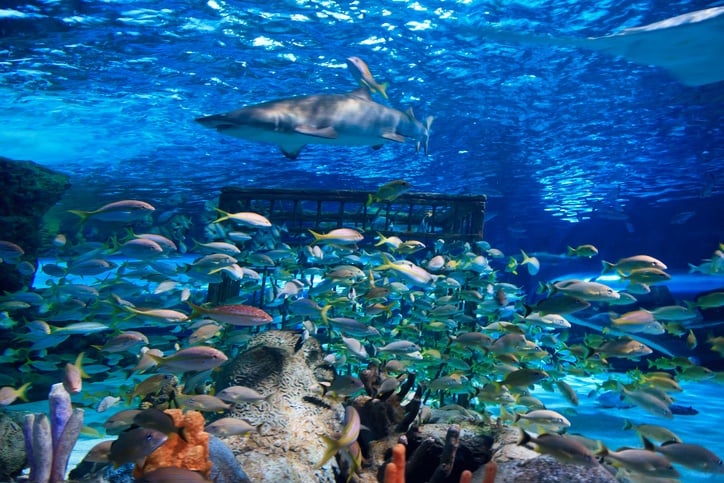 a sand tiger shark in a tank with other fish a sand tiger shark in a tank with other fish