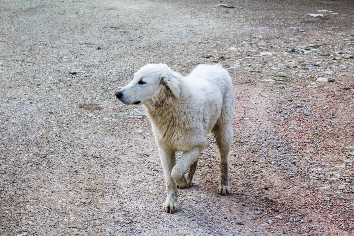 limping dog