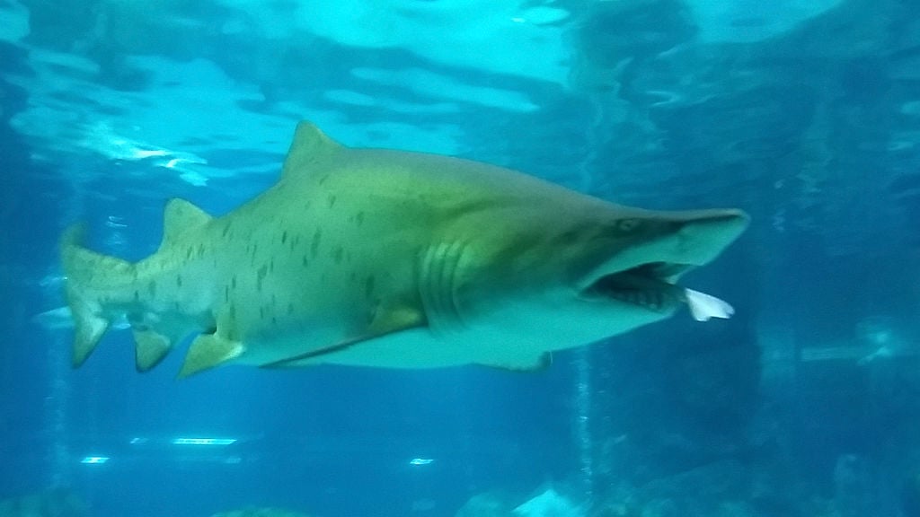 a female sand tiger shark eating her male tank mate a female sand tiger shark eating her male tank mate