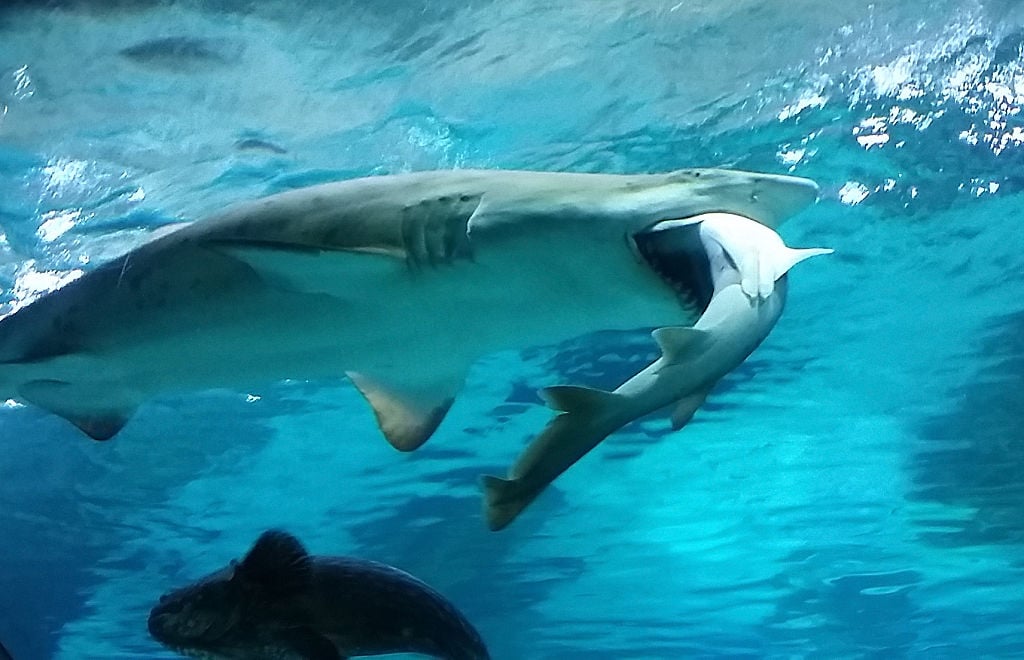 the female shark who ate the male shark at the aquarium the female shark who ate the male shark at the aquarium