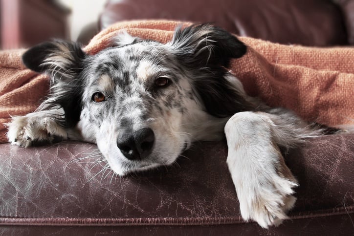 border collie on a couch under a blanket