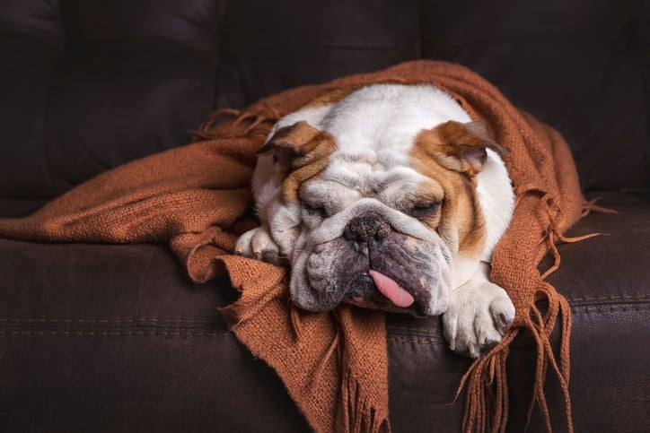 English bulldog under a blanket