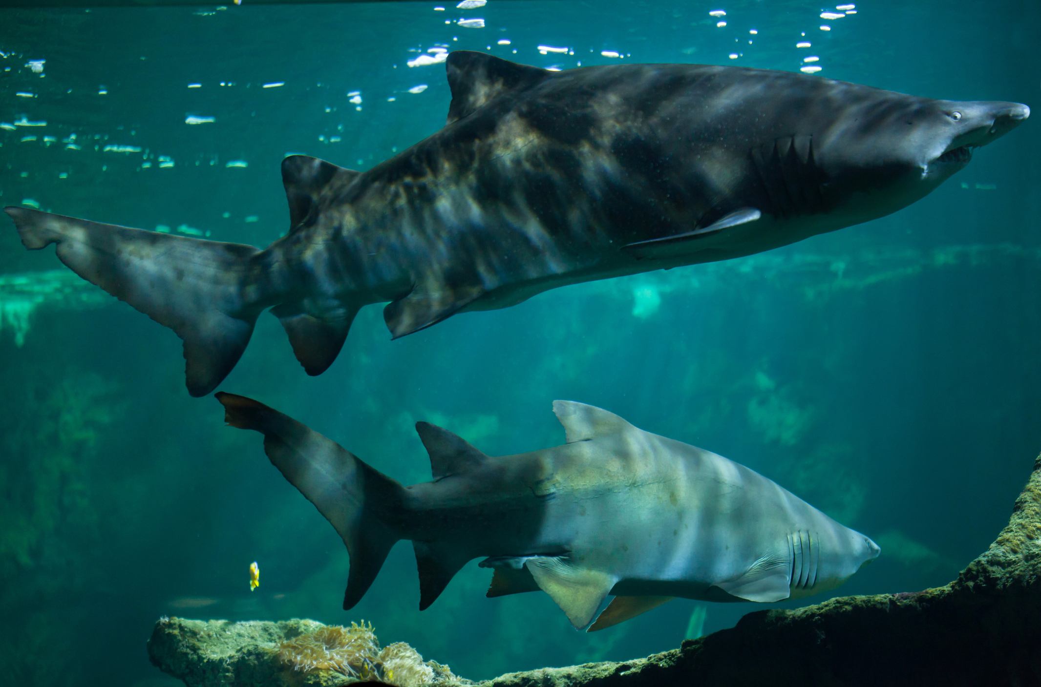 two sand tiger sharks in a tank two sand tiger sharks in a tank