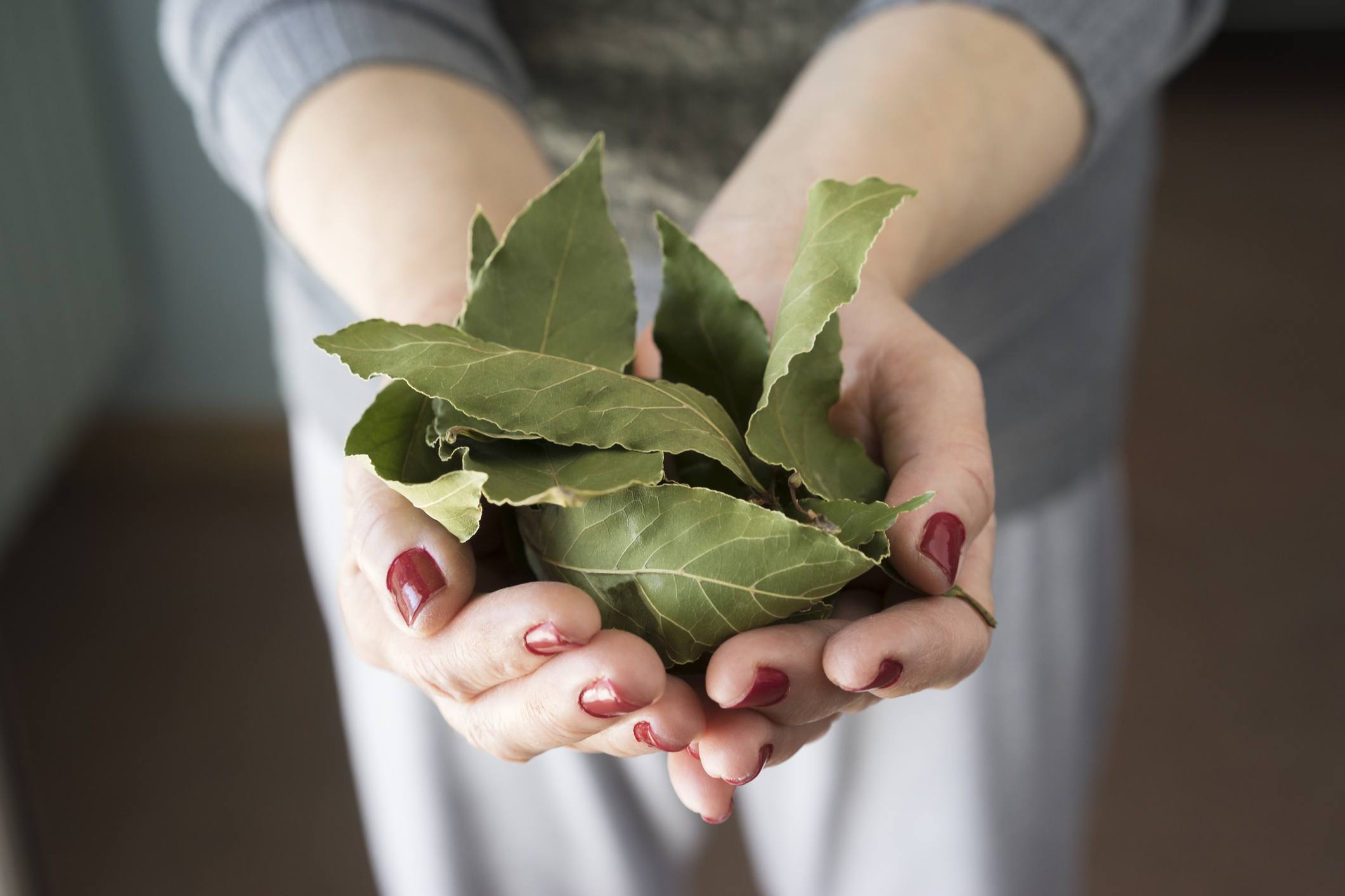 a woman holding a handful of bay leaves a woman holding a handful of bay leaves