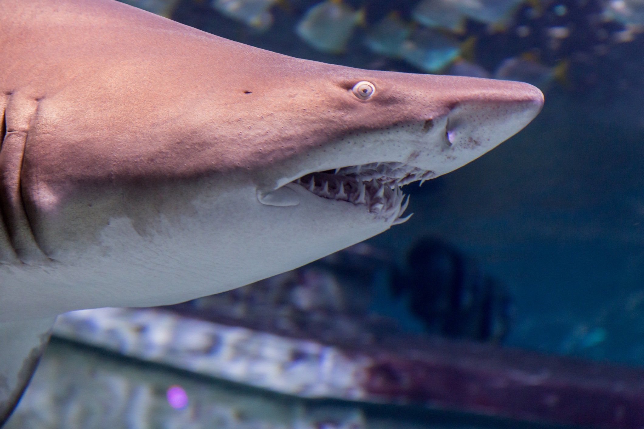 a close-up of a tiger shark face from the left