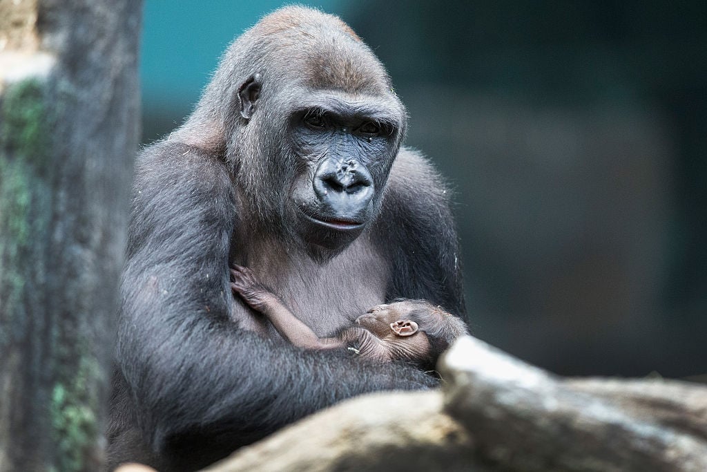 Baby Gorilla Draws Visitors To Chicago's Brookfield Zoo