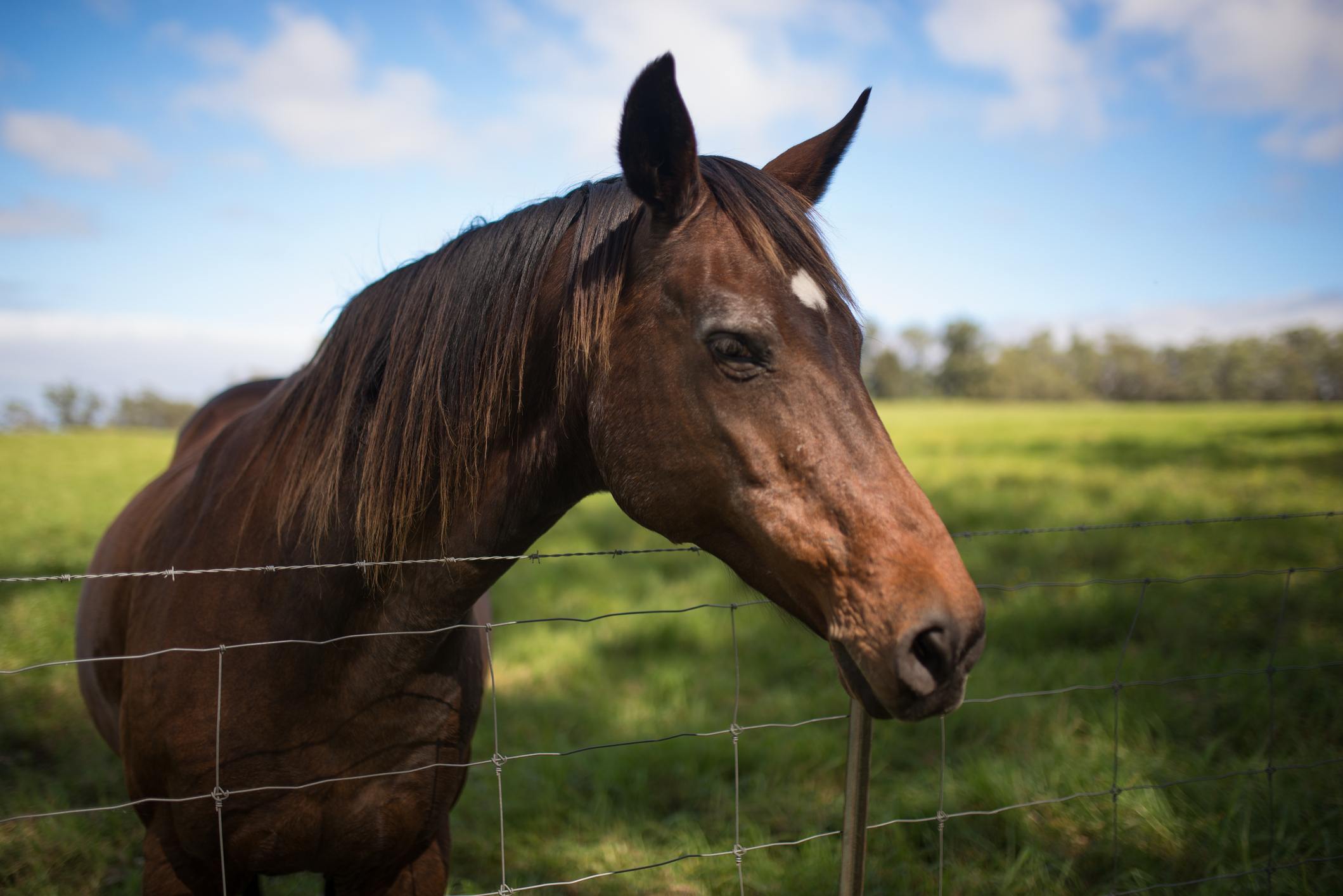 Horse stands in a green field with a fence.