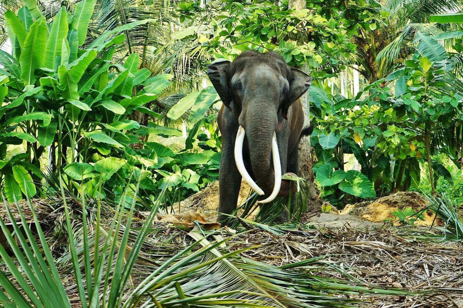 Adult male elephant with tusks in the forest in Sri Lanka