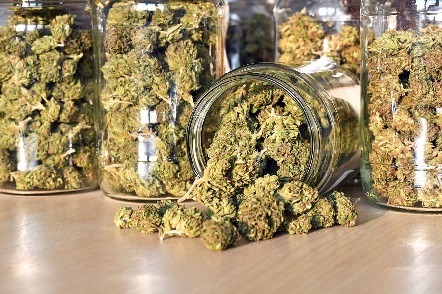 Dry and trimmed cannabis