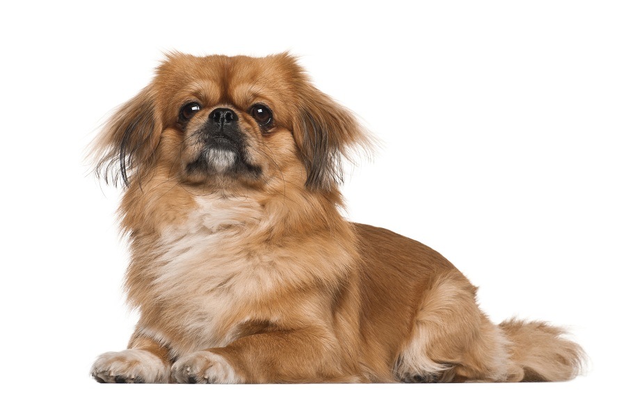 Pekingese Pekingese