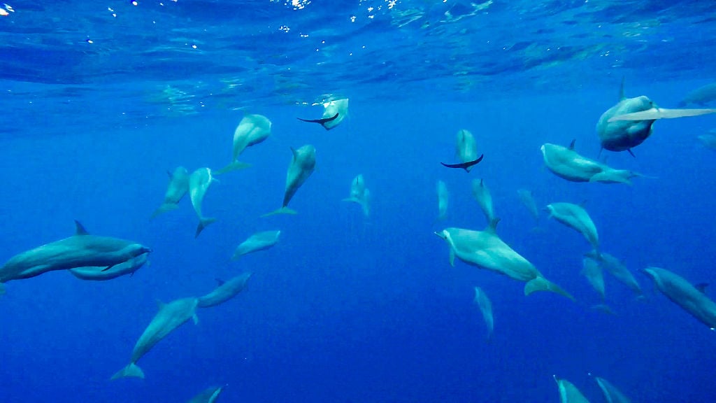 Pod of dolphins swimming in New Zealand