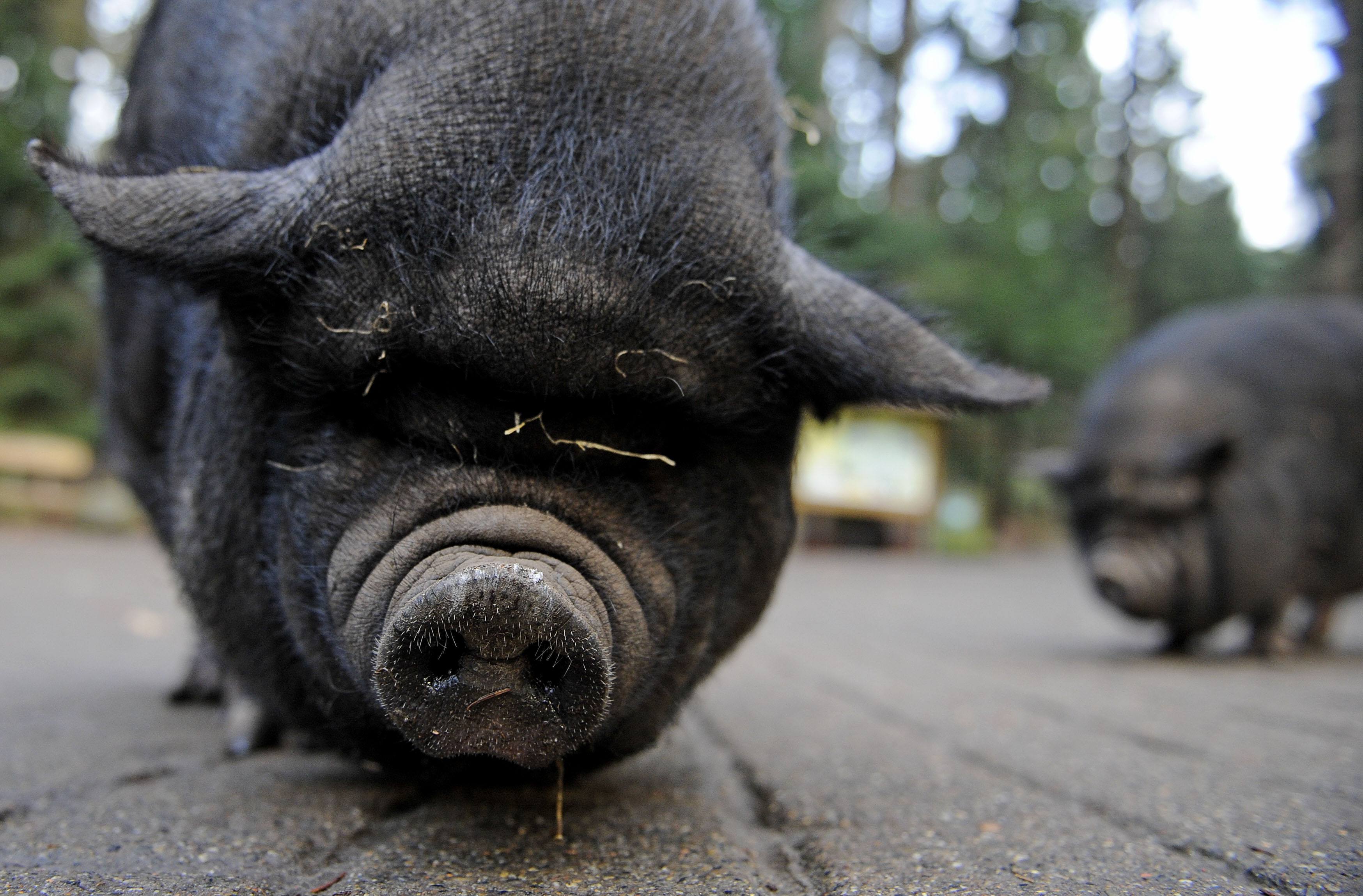 Potbelly pig