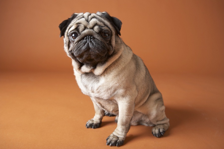 Pug Dog Pug Dog