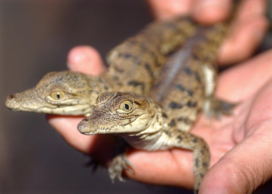 Wild Pet Wild Pet