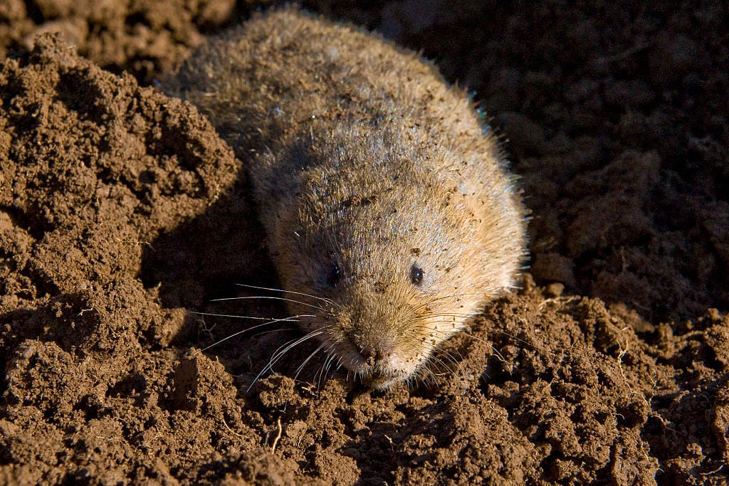 A photo taken on April 27, 2016 shows a water vole