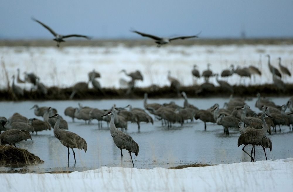 Sandhill Cranes fly in at sunset to roost for the night